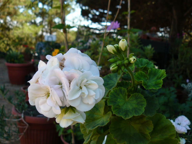 P1490015.JPG