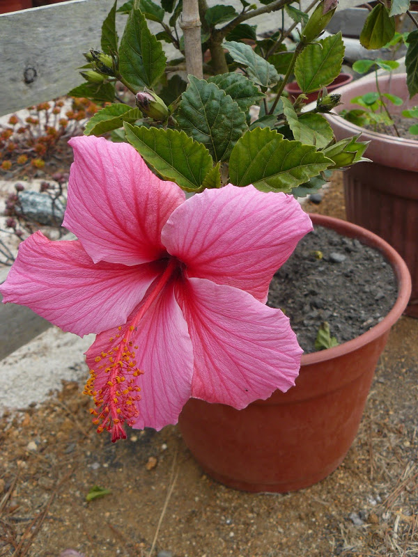 P1490166.JPG