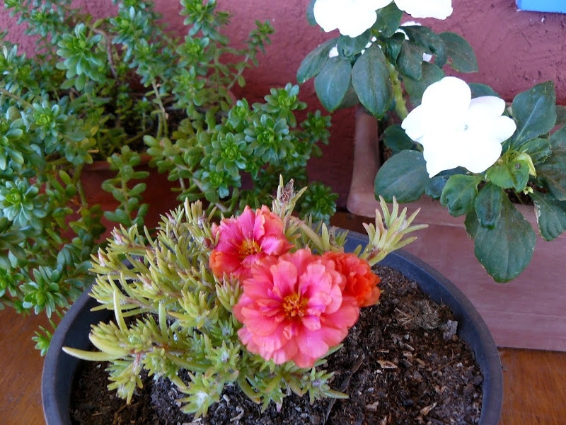 P1490228.JPG