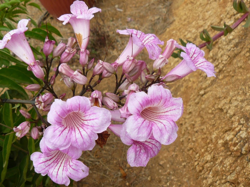 P1490266.JPG
