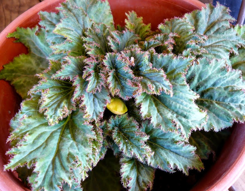 P1490421.JPG