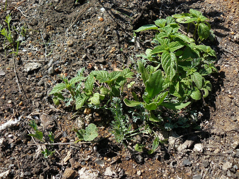 P1490452.JPG