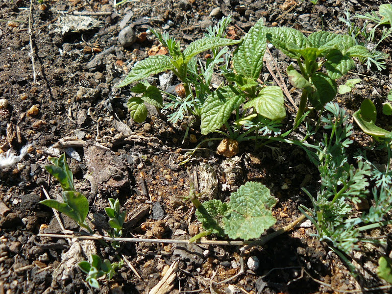 P1490453.JPG