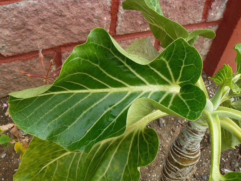 P1490546.JPG