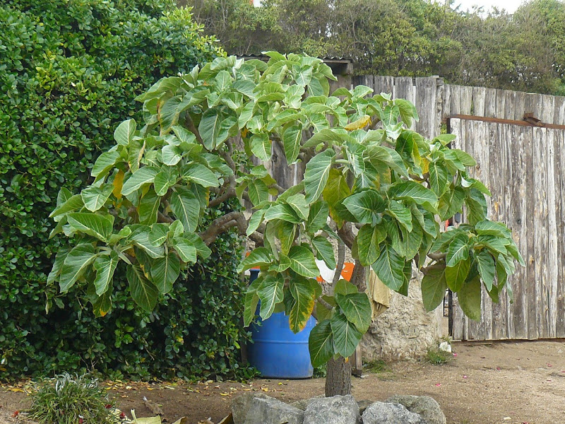 P1490547.JPG