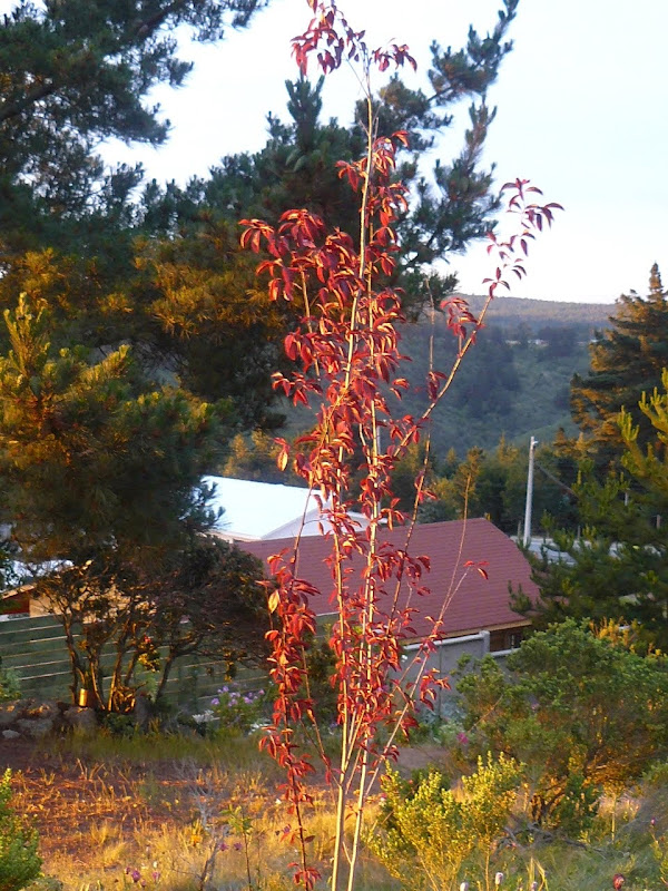 P1490966.JPG
