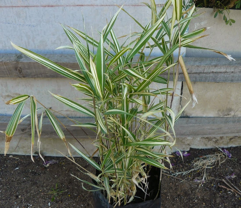 P1500015.JPG
