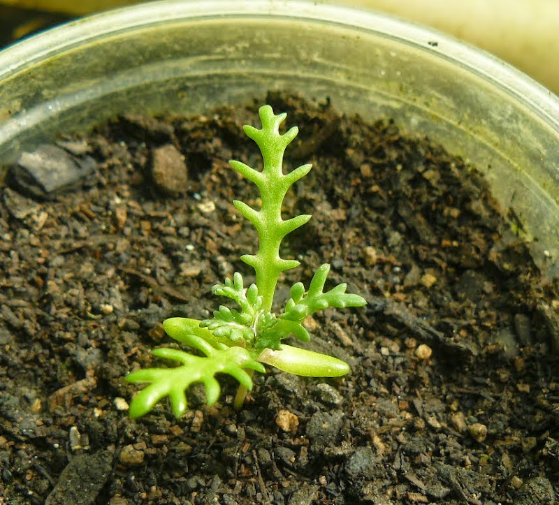 P1500028.JPG