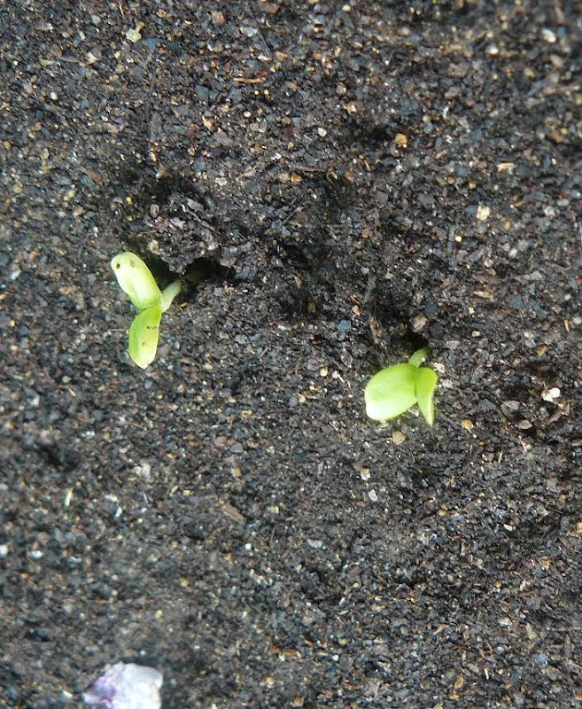 P1500037.JPG