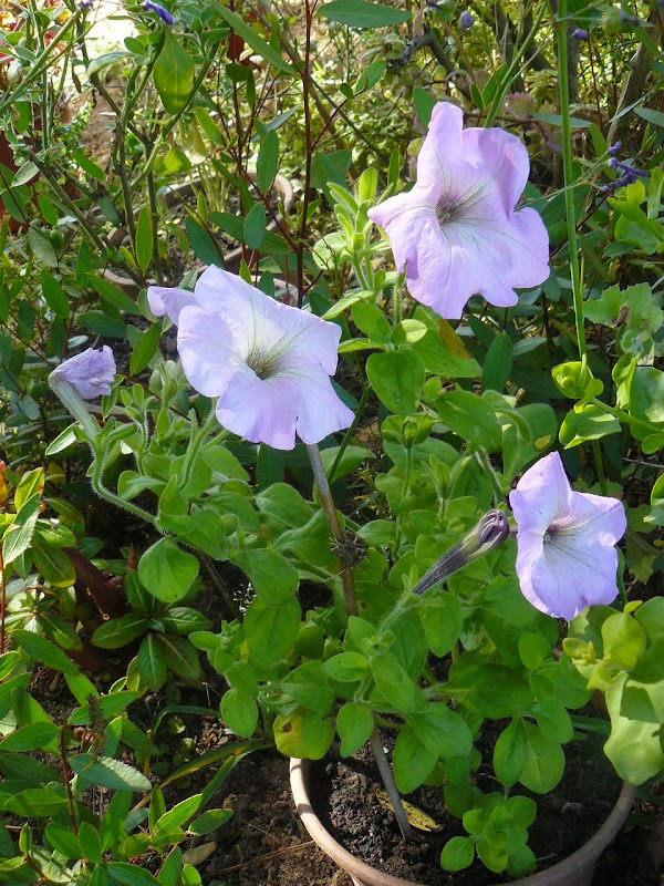 P1500045.JPG
