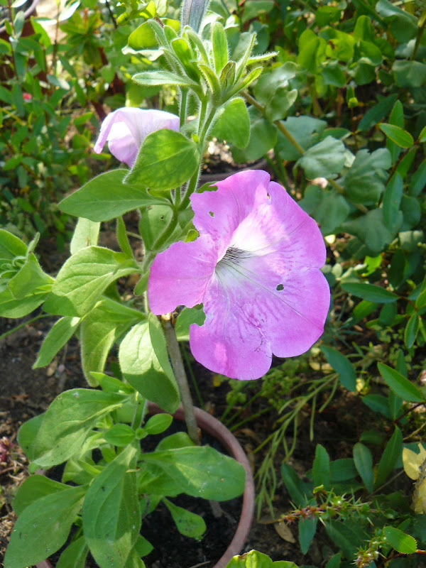 P1500049.JPG
