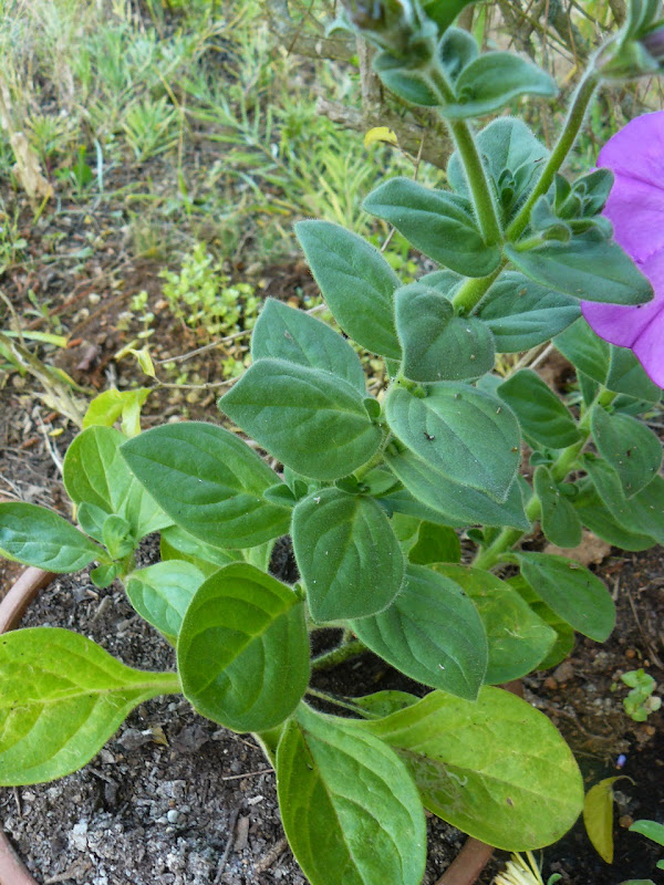 P1500050.JPG