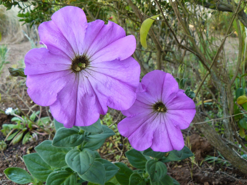 P1500053.JPG