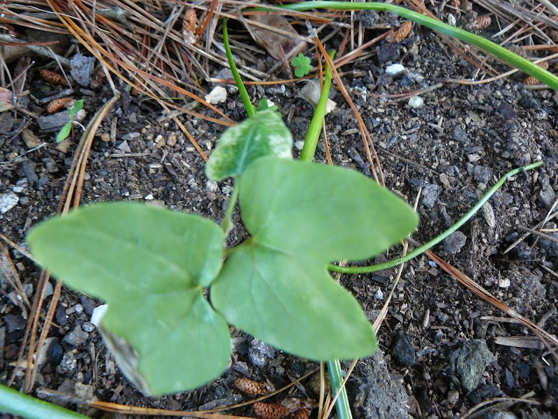 P1500074.JPG
