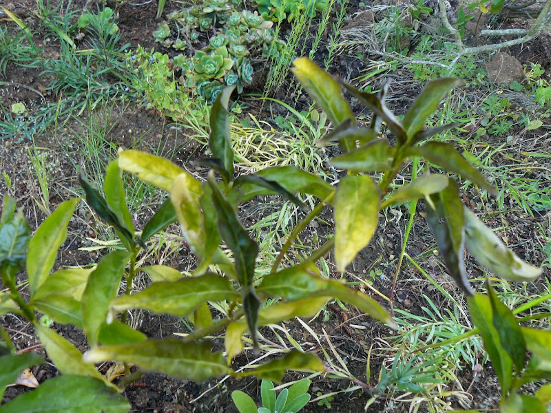 P1500076.JPG