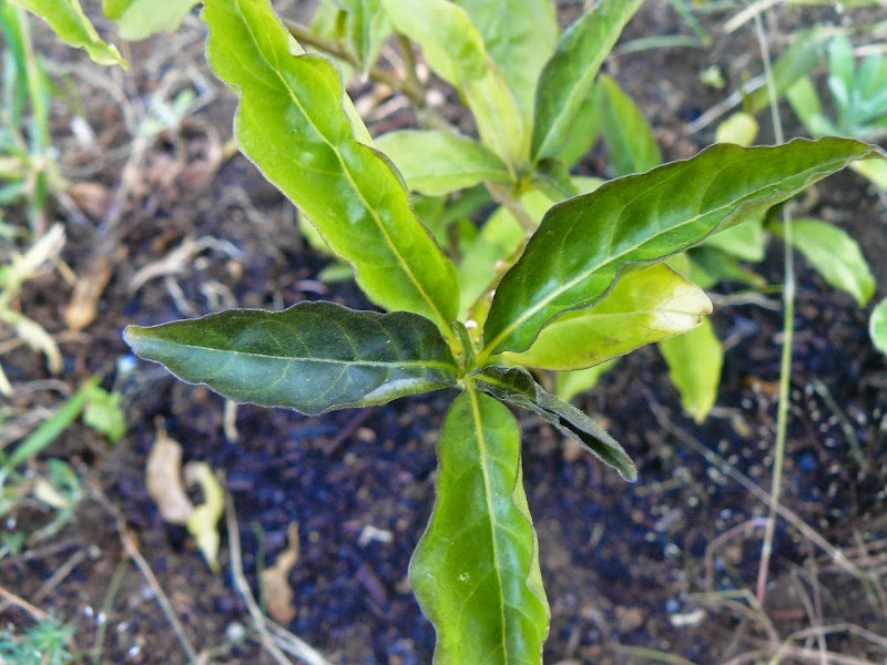 P1500077.JPG