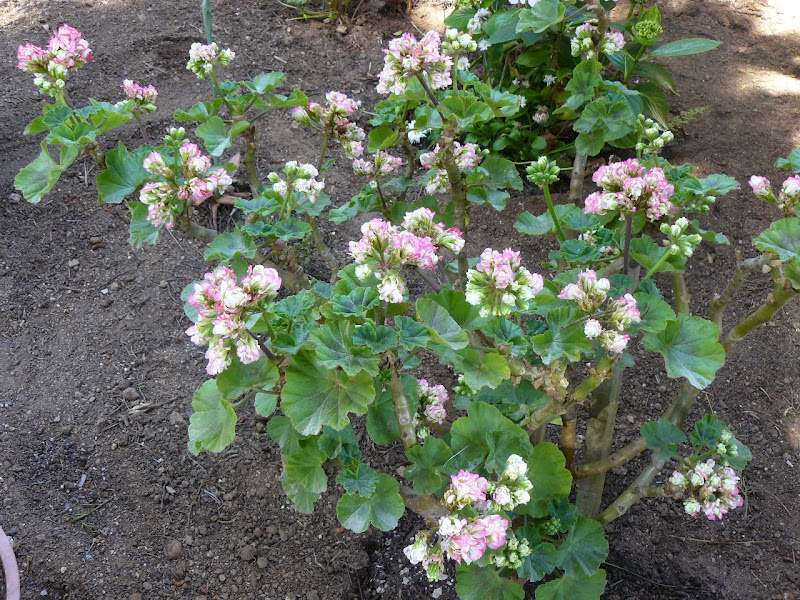 P1500099.JPG