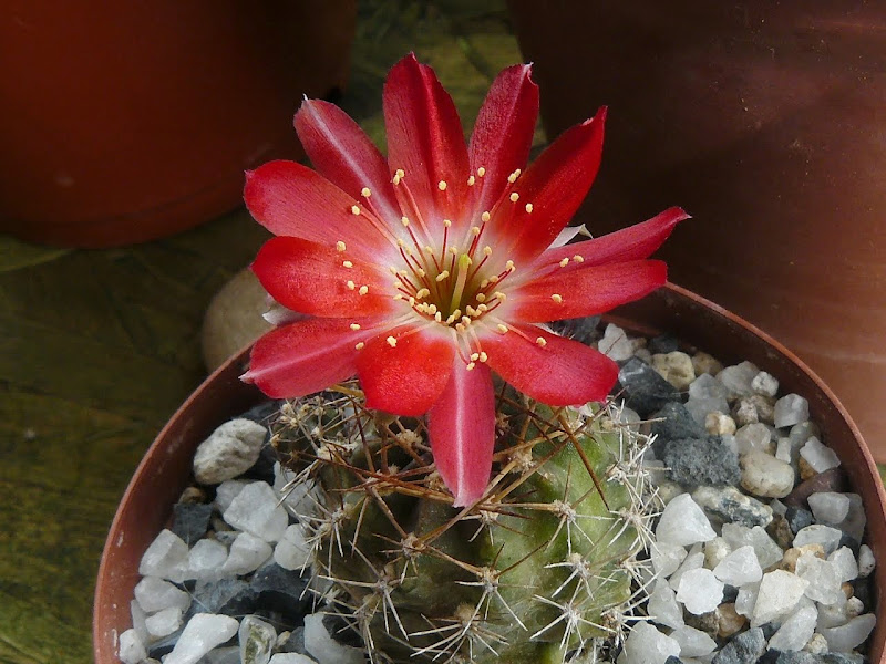 P1500405.JPG