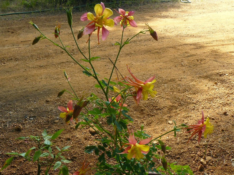 P1500425.JPG