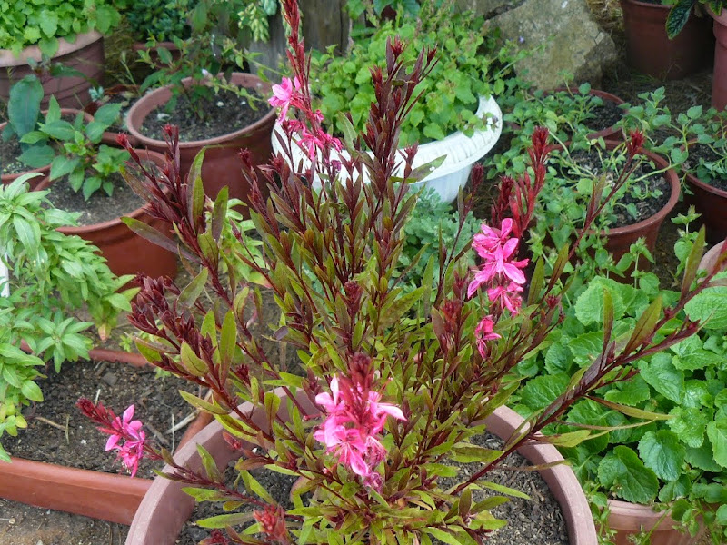 P1500428.JPG