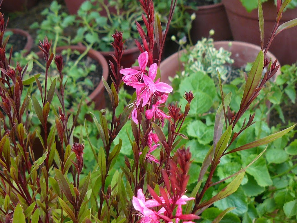 P1500429.JPG