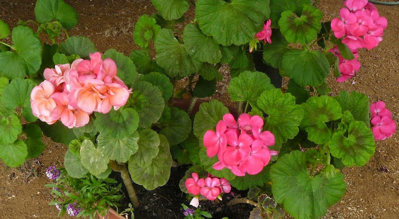 P1500446.JPG