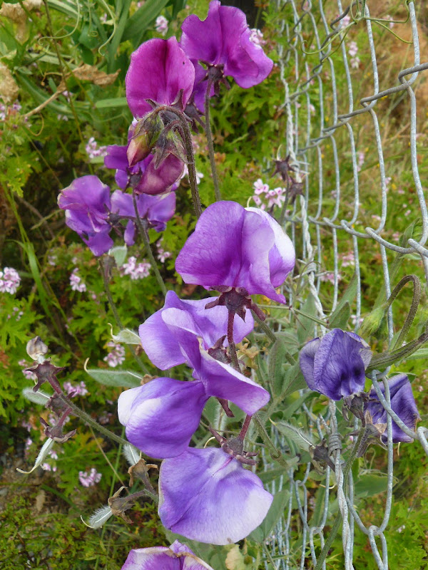 P1500474.JPG