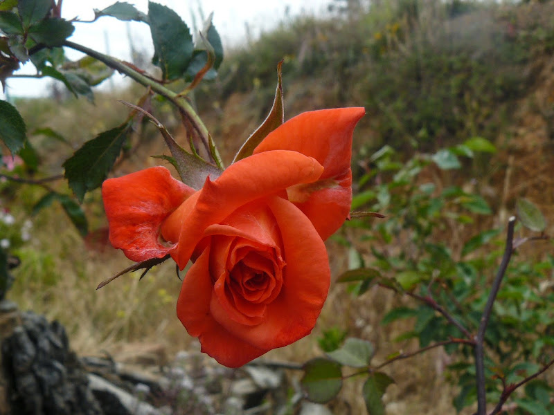 P1500489.JPG