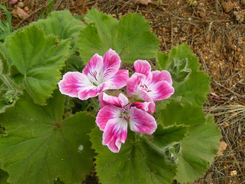 P1500495.JPG