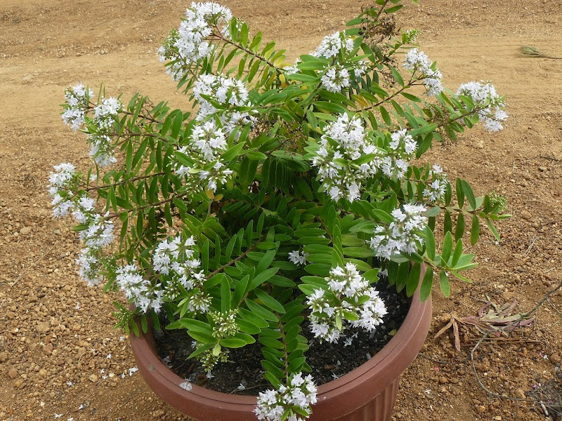 P1500497.JPG