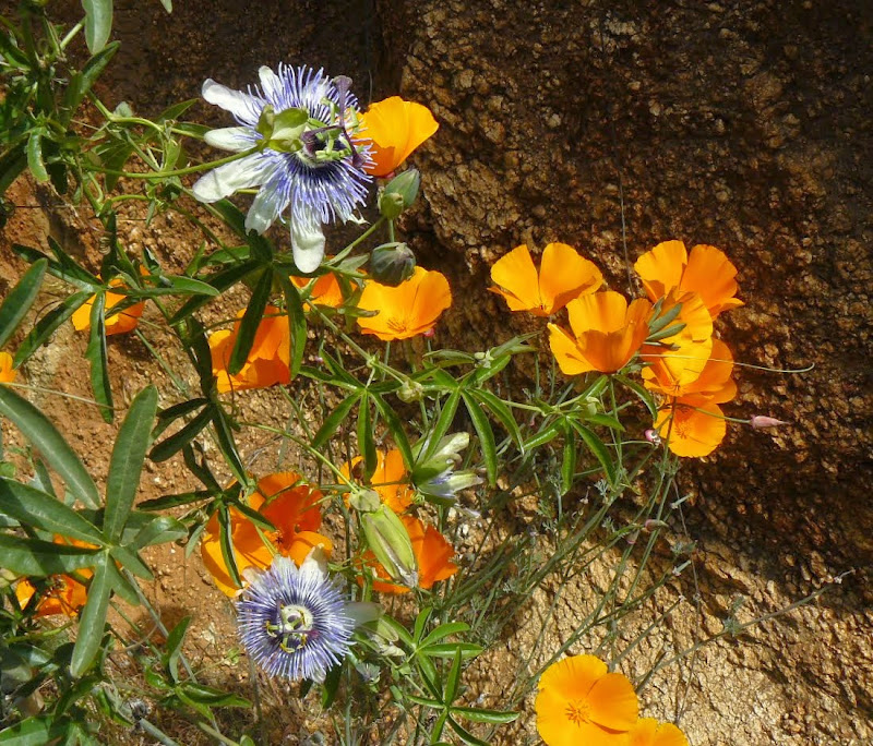 P1500525.JPG