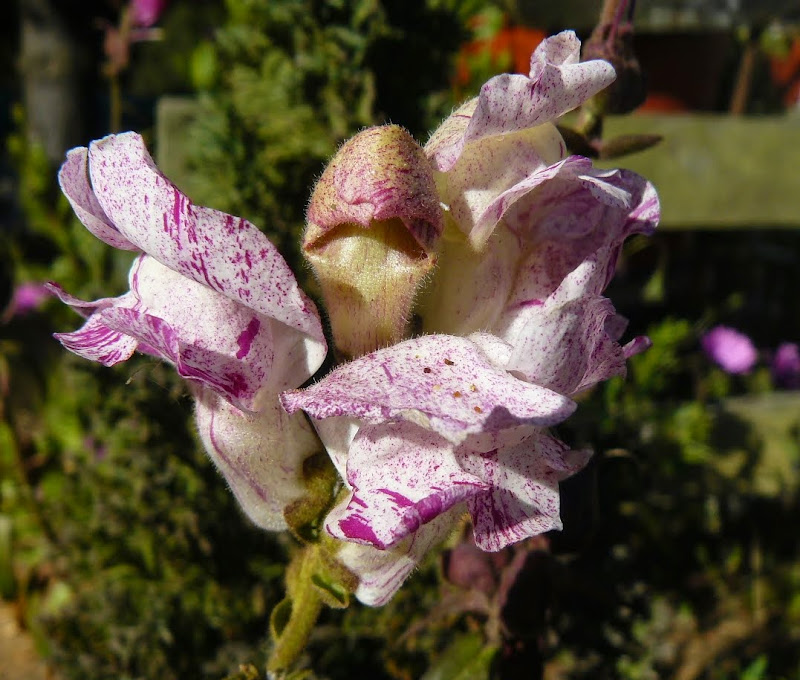 P1500533.JPG