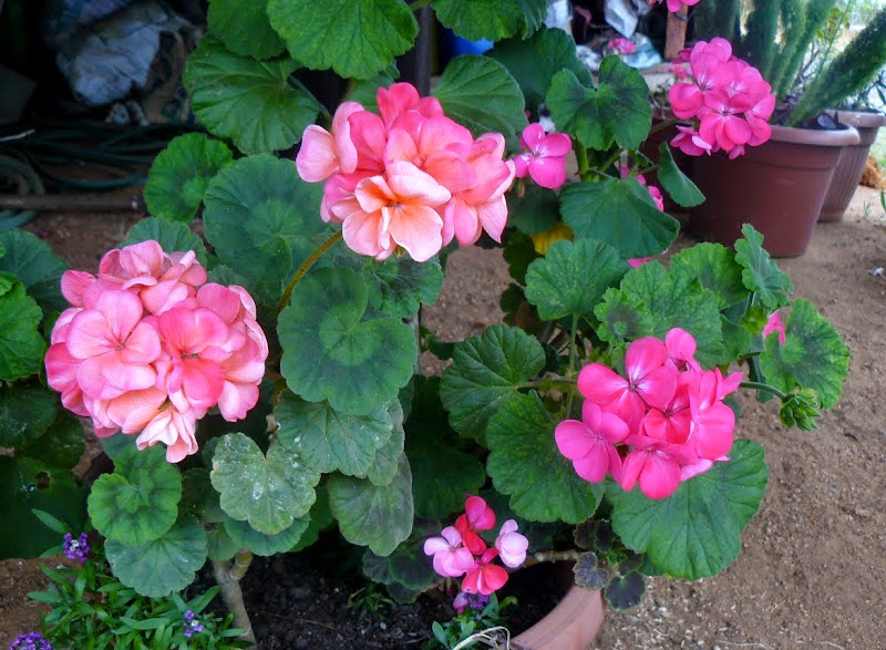 P1500584.JPG