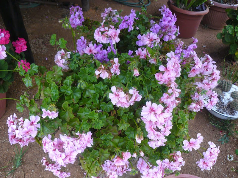 P1500588.JPG