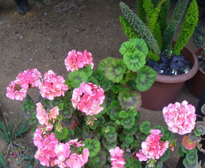 P1500591.JPG