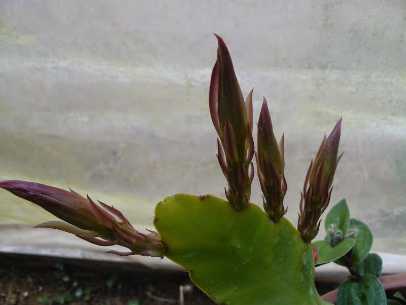 P1500618.JPG