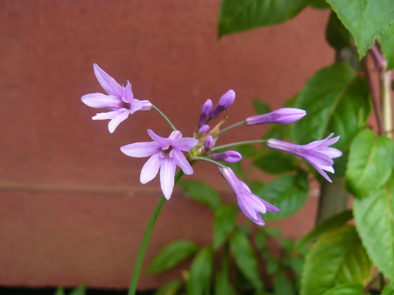 P1500641.JPG