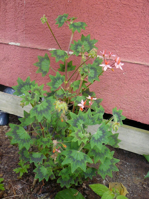 P1500645.JPG