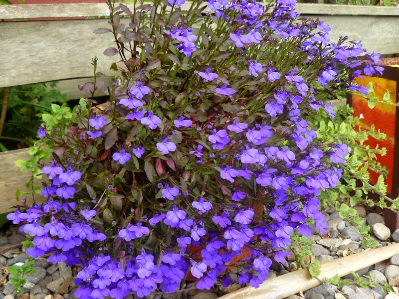 P1500647.JPG