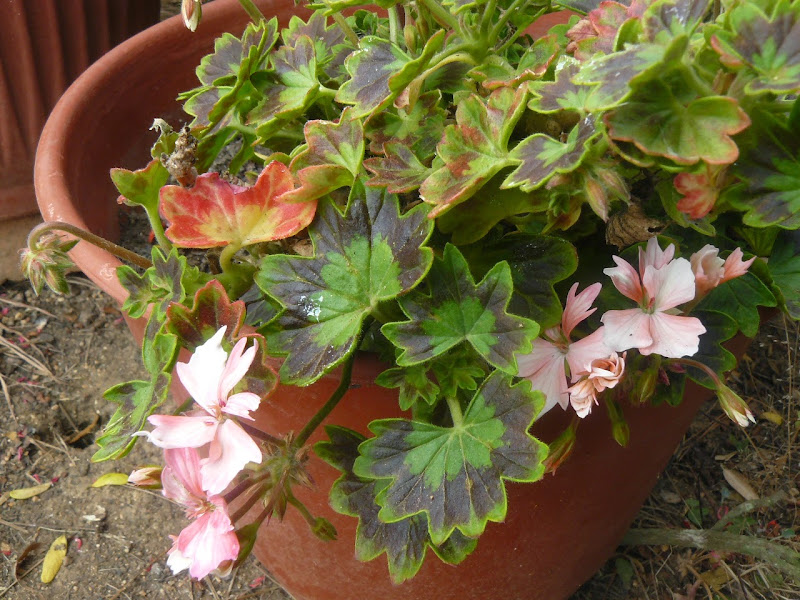 P1500834.JPG