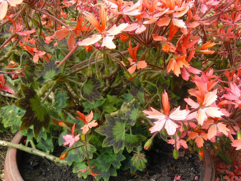 P1500835.JPG