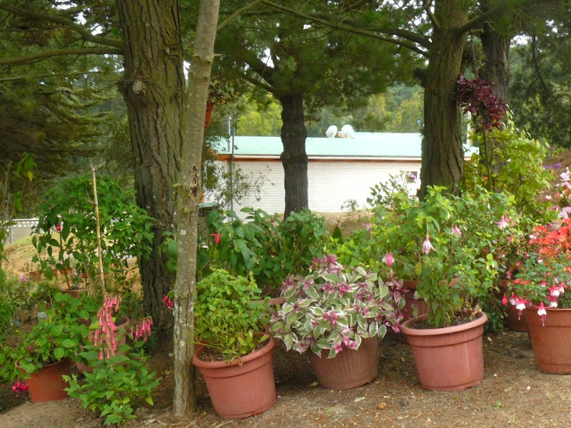 P1500849.JPG