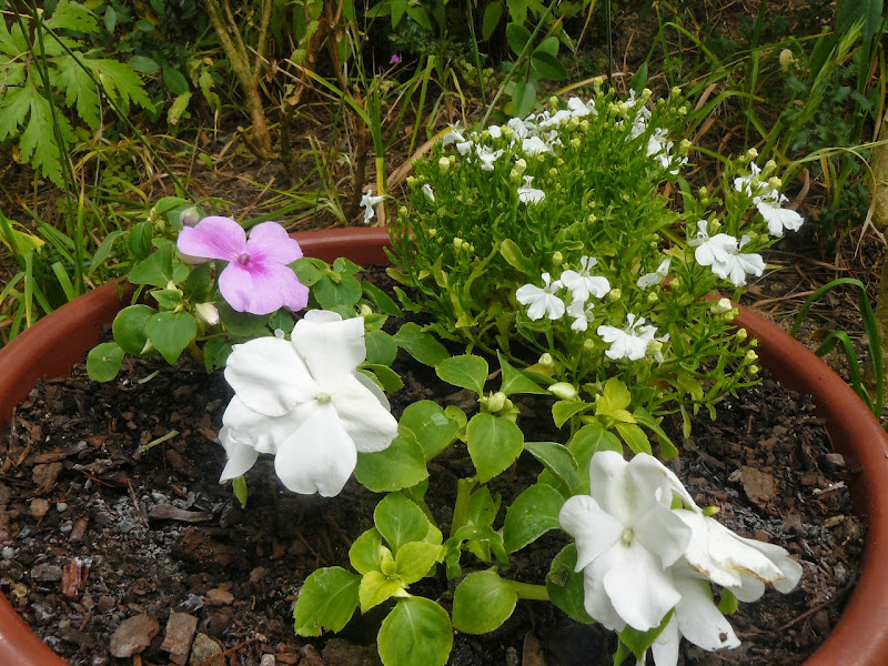 P1500857.JPG
