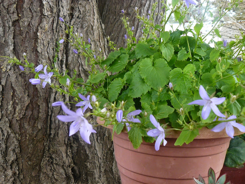 P1500875.JPG