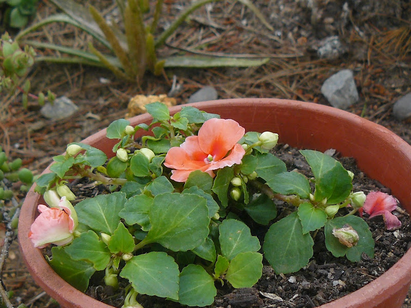P1500892.JPG