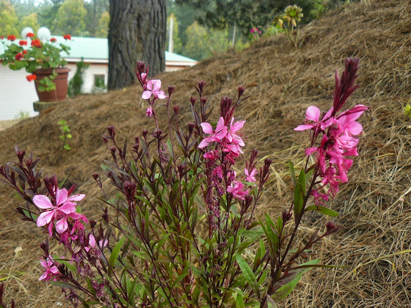 P1500929.JPG
