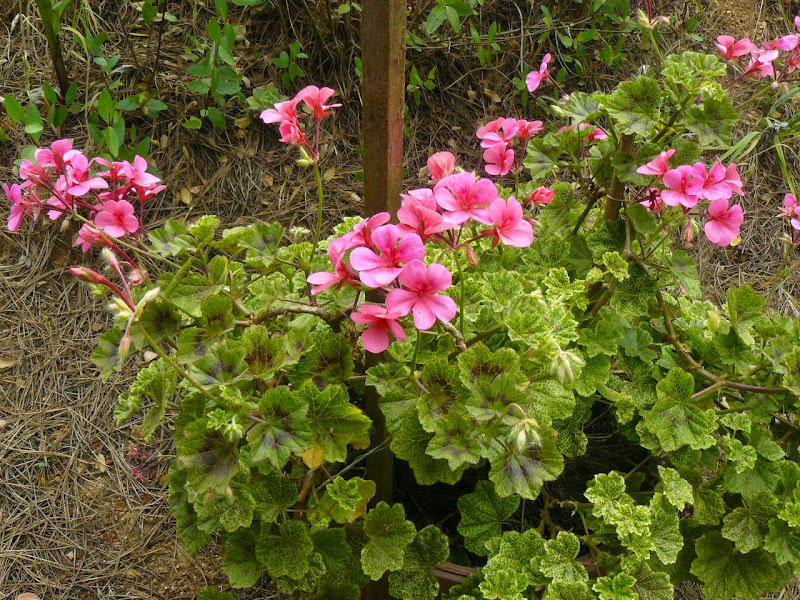 P1500939.JPG