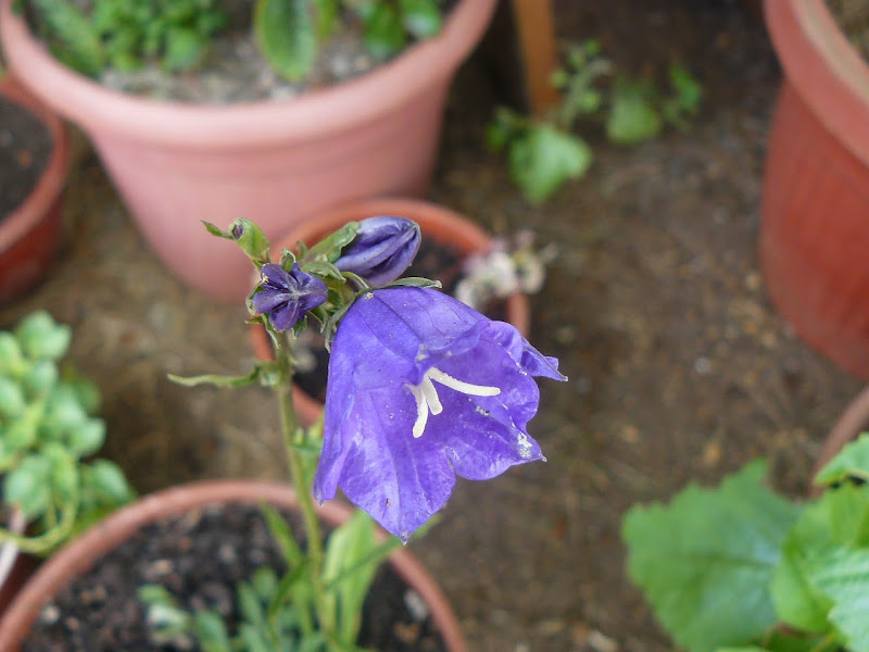 P1500991.JPG