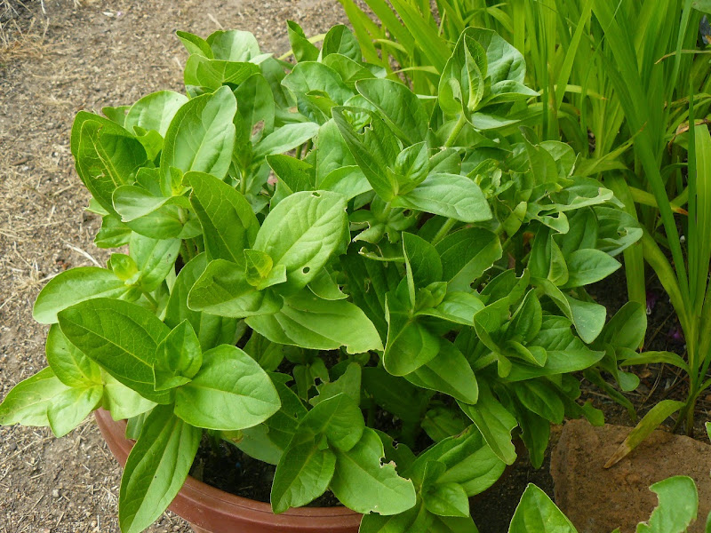 P1510281.JPG