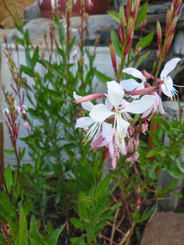 P1510557.JPG